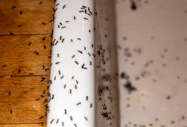 Best Pest Prevention Services  in Roseland, FL