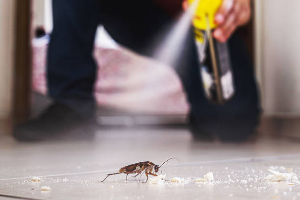 Best Spider Control Near Me  in Roseland, FL